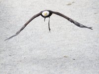 Weisskopfseeadler 125